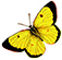 yellow buterfly